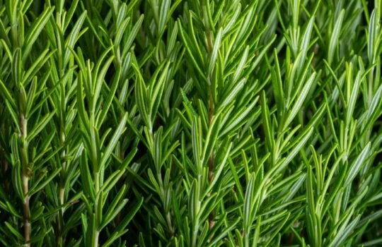 rosemary-plant-rosmarinus-shutterstock-com_17869