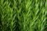 rosemary-plant-rosmarinus-shutterstock-com_17869