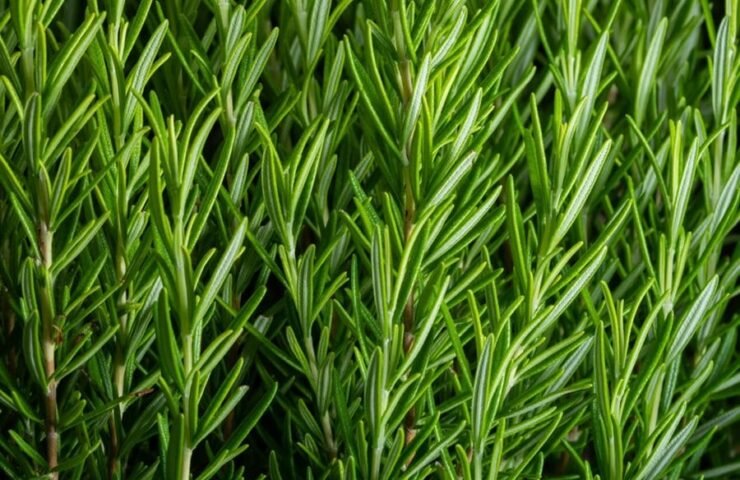 rosemary-plant-rosmarinus-shutterstock-com_17869